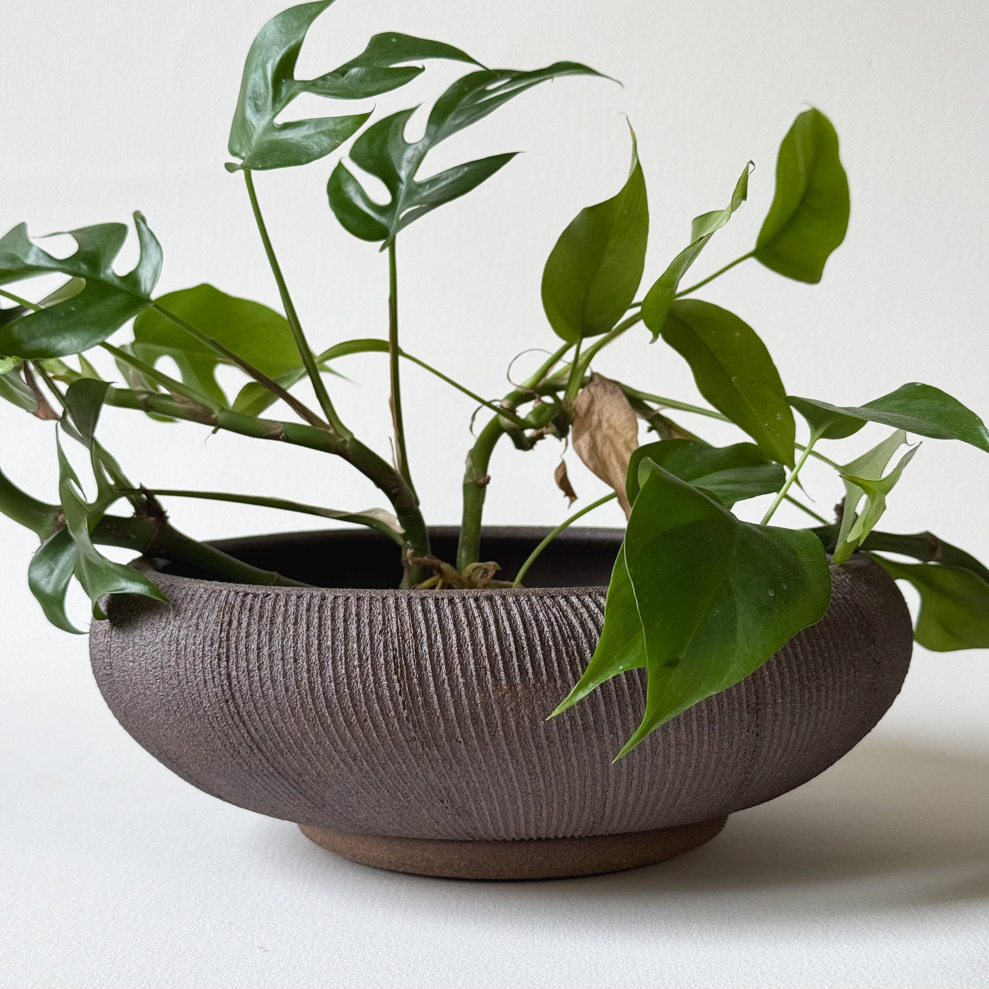 Jasper Planter Set 039 - SOMBRA