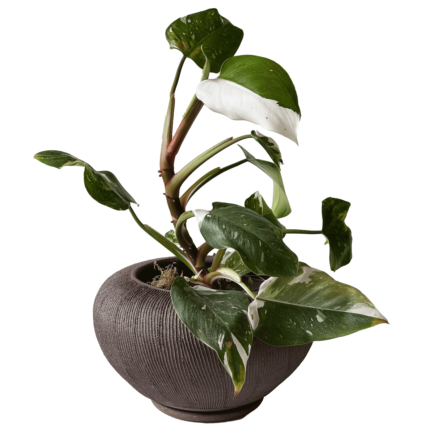 Jasper Planter Set 040 - SOMBRA