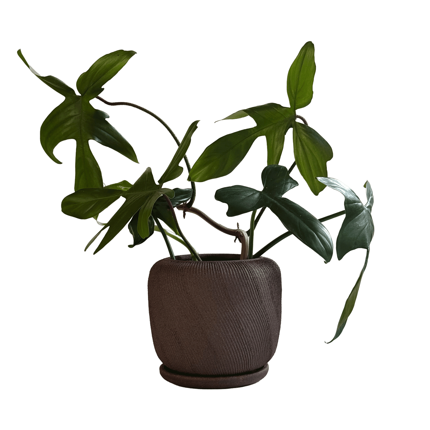 Jasper Planter Set 047 - SOMBRA