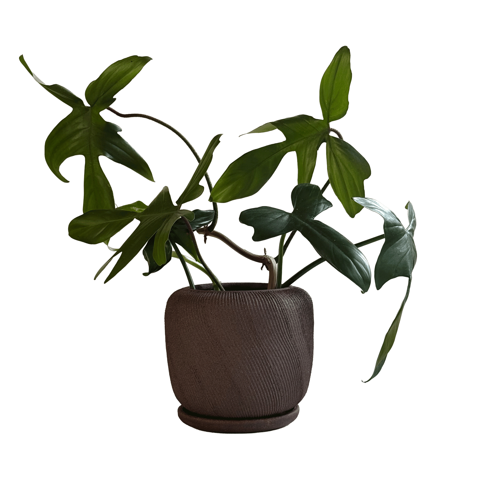 Jasper Planter Set 047 - SOMBRA