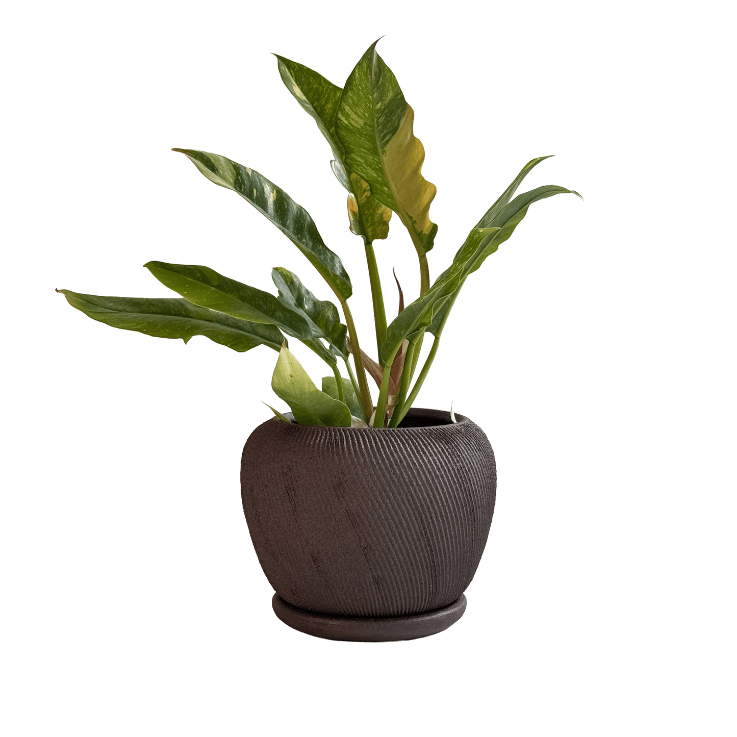 Jasper Planter Set 048 - SOMBRA