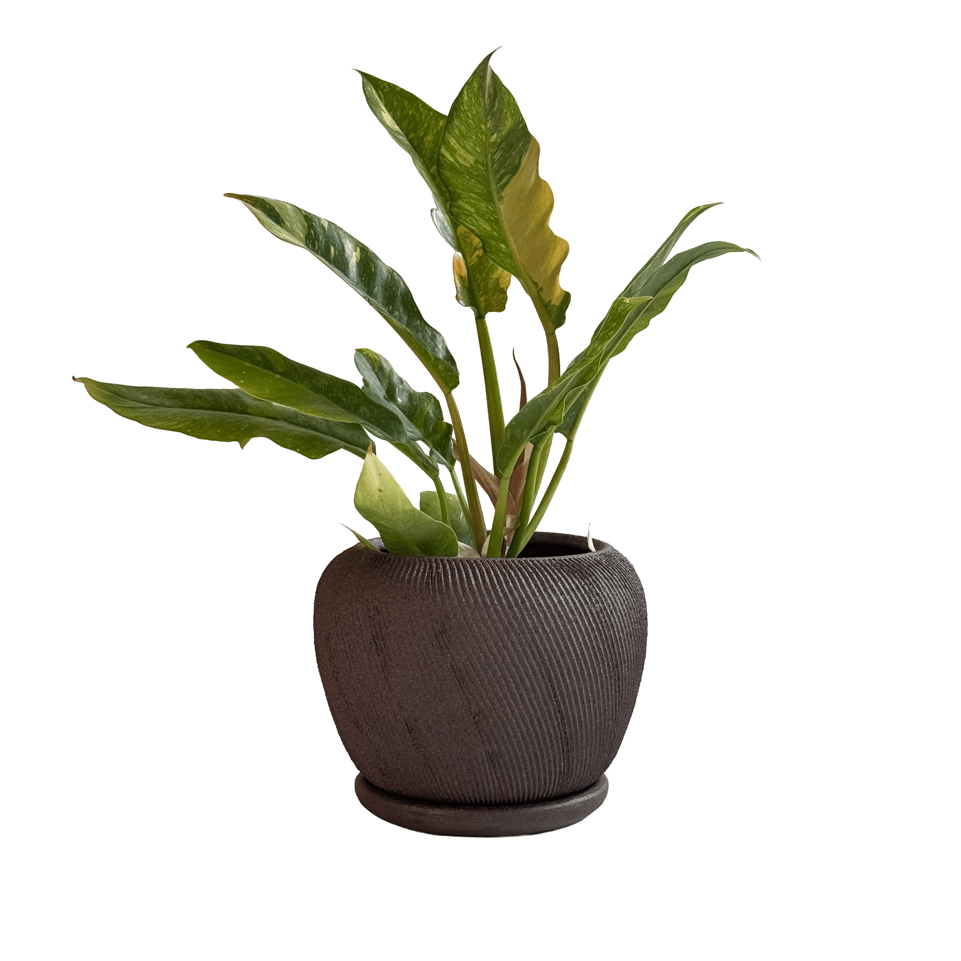 Jasper Planter Set 048 - SOMBRA