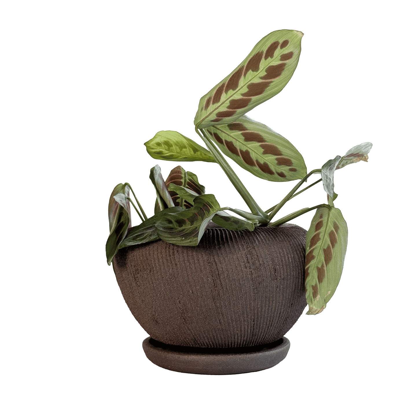 Jasper Planter Set 102 - SOMBRA