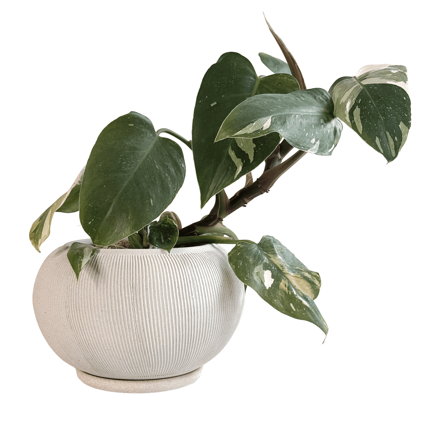 Quartzite Ribbed Planter Set 056 - SOMBRA