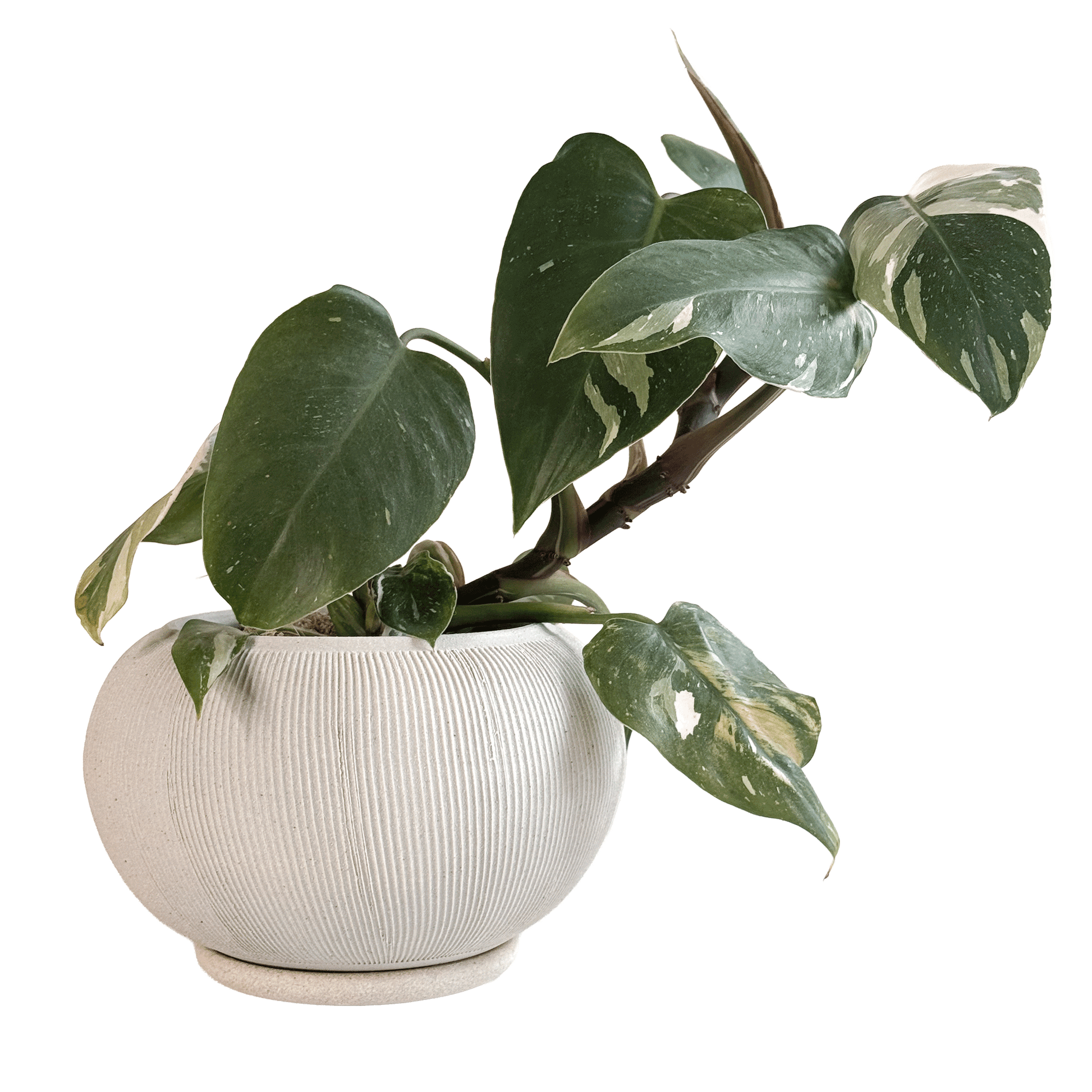 Quartzite Ribbed Planter Set 056 - SOMBRA