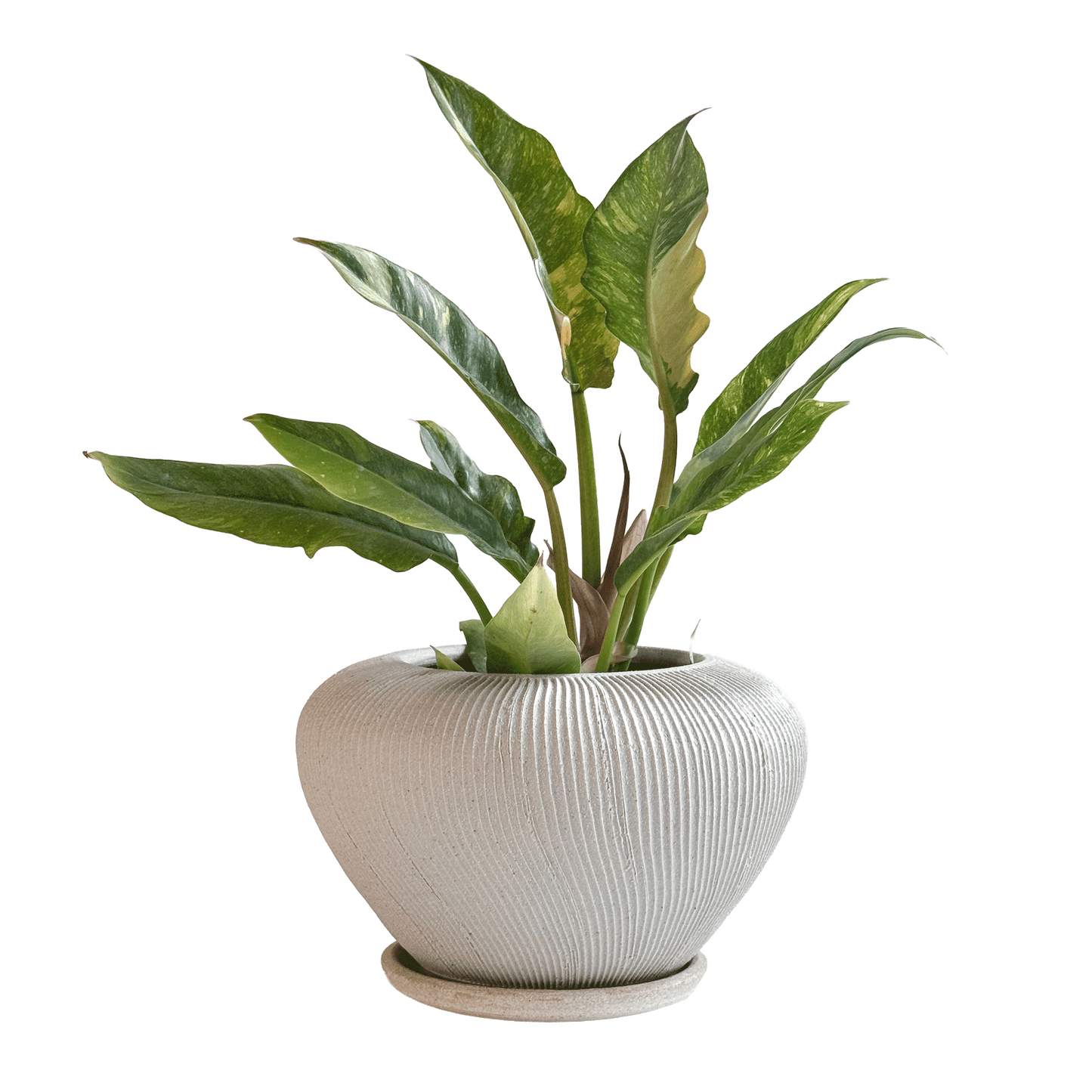 Quartzite Ribbed Planter Set 058 - SOMBRA