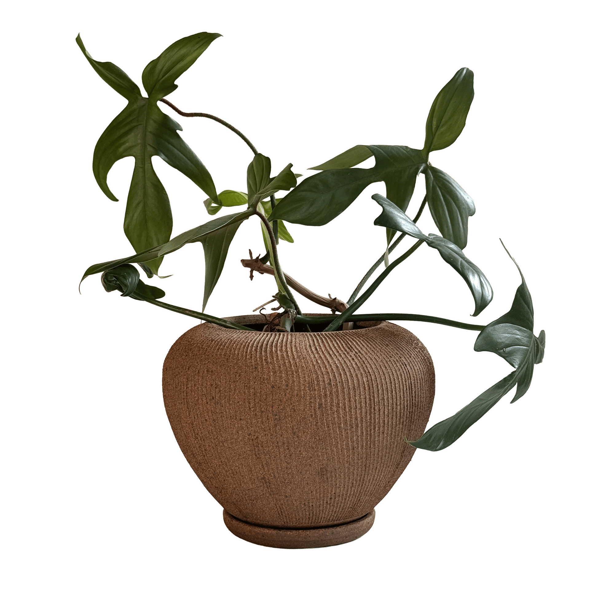 Sandstone Ribbed Planter Set 101 - SOMBRA