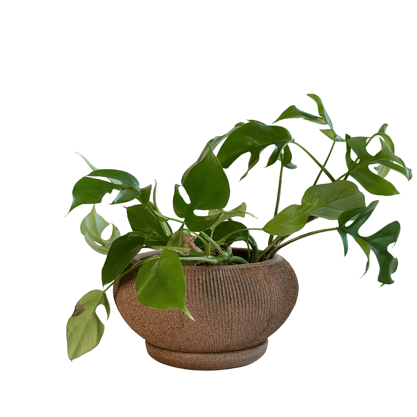 Sandstone Ribbed Planter Set 102 - SOMBRA