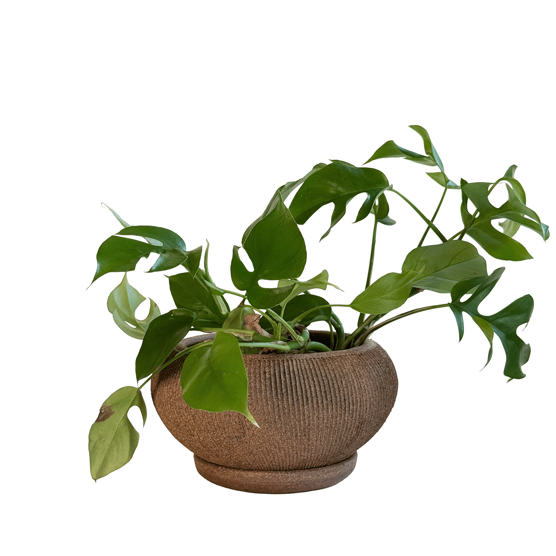 Sandstone Ribbed Planter Set 102 - SOMBRA