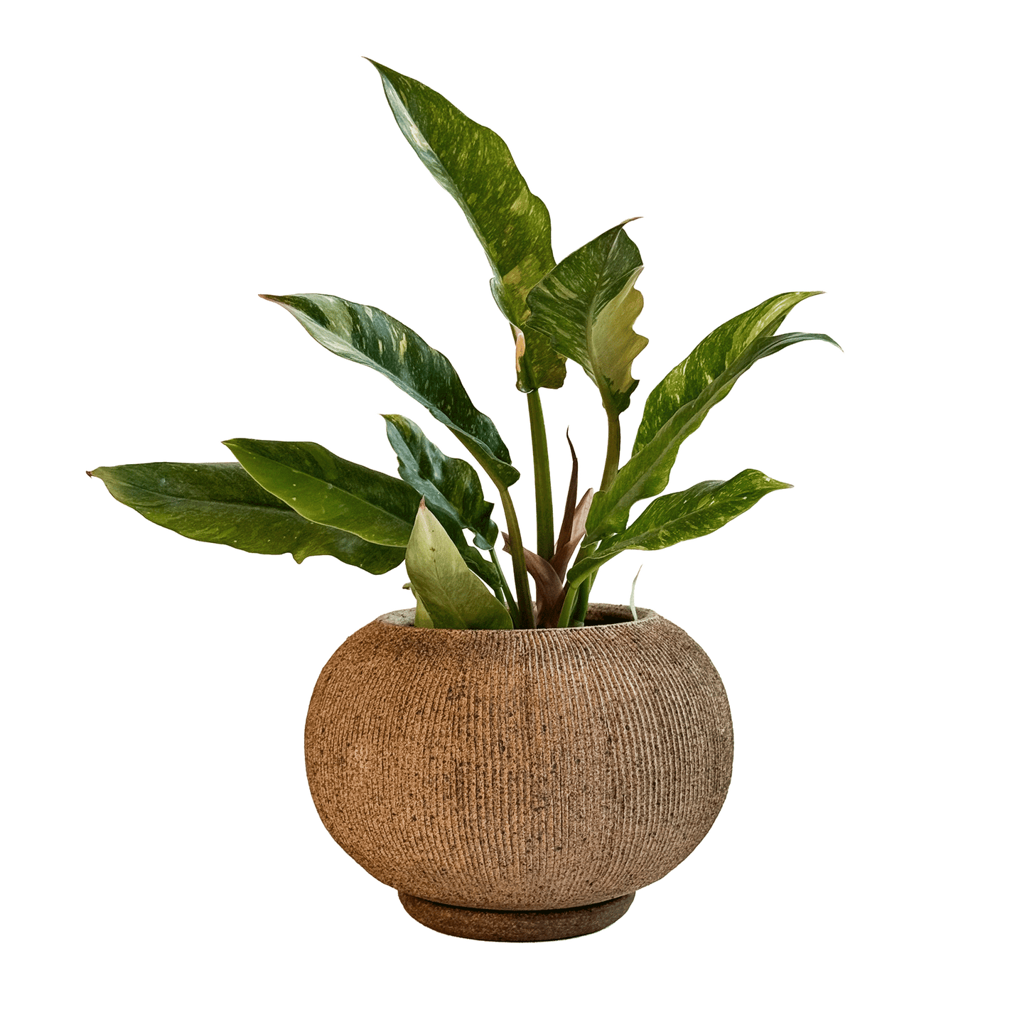 Sandstone Ribbed Planter Set 104 - SOMBRA