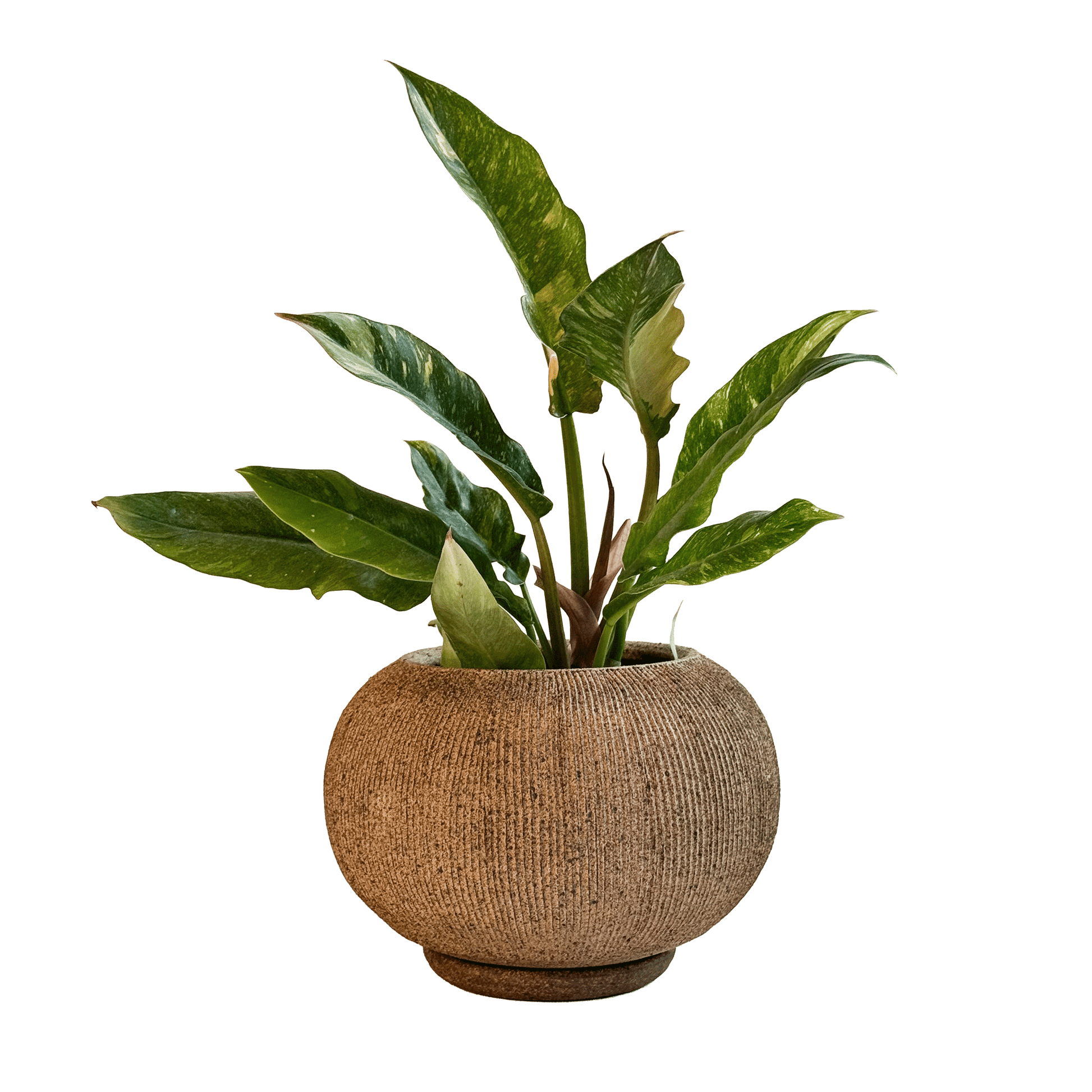 Sandstone Ribbed Planter Set 104 - SOMBRA