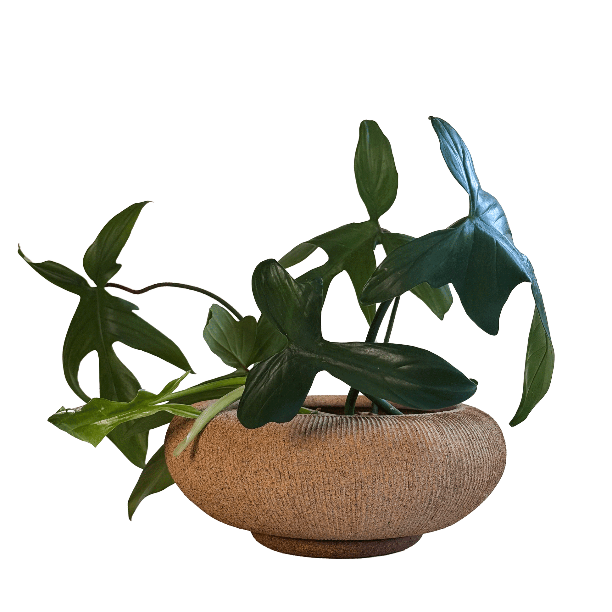 Sandstone Ribbed Planter Set 105 - SOMBRA