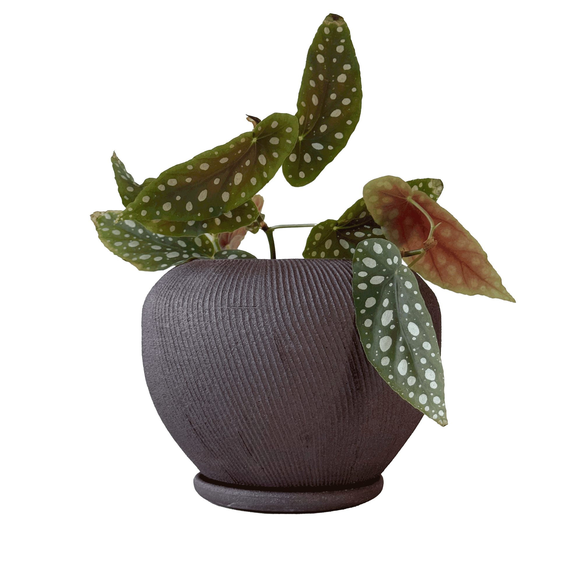 Jasper Planter Set 030 - SOMBRA